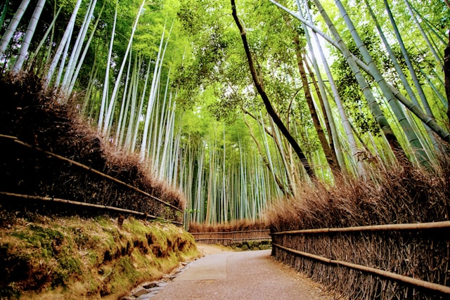 Arashiyama